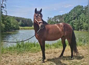 PRE Mix, Mare, 7 years, 16,2 hh, Brown, in Herzogenaurach