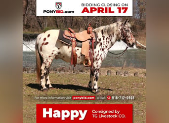 Plus de poneys/petits chevaux, Hongre, 13 Ans, 132 cm, in Sallisaw, OK,