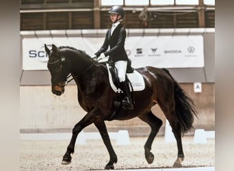 Reitbeteiligung (RsP)