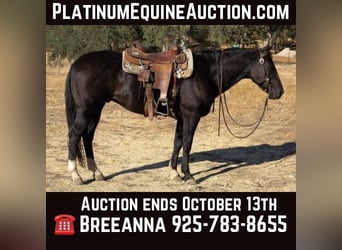 American Quarter Horse, Wallach, 12 Jahre, 150 cm, Rappe, in Valley Springs  CA