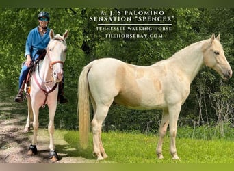 Tennessee walking horse, Ruin, 7 Jaar, 150 cm, Palomino, in Stillwater, MN