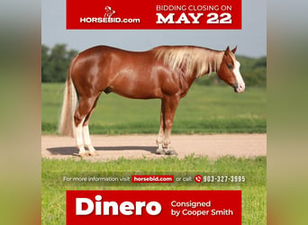Quarter horse américain, Hongre, 5 Ans, Alezan cuivré, in Whitesboro, TX,