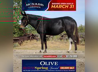 Mule, Mare, 9 years, 13.2 hh, Black, in Cody, WY,