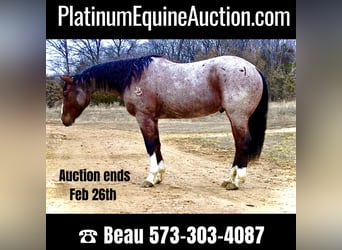 Quarter horse américain, Hongre, 15 Ans, 152 cm, Roan-Bay, in Sweet Springs MO,