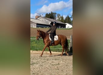 Suche ein Reitbeteiligung Region Winterthur