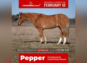 Quarter pony, Hongre, 12 Ans, 142 cm, Isabelle, in Waco,