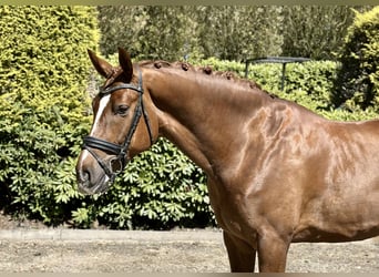 Hannoveraner, Wallach, 5 Jahre, 172 cm, Fuchs, in Brockel