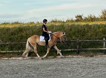 Haflinger, Wallach, 3 Jahre, 155 cm, Fuchs, in Serooskerke,