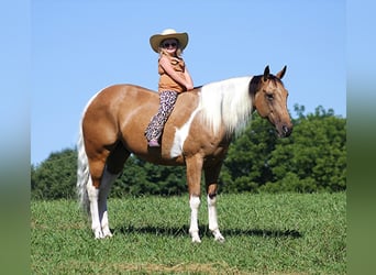 Quarter horse américain, Hongre, 13 Ans, Buckskin, in Mount Vernon KY,