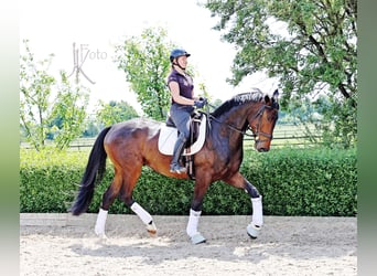 Koń hanowerski, Wałach, 7 lat, 175 cm, in Kempen,