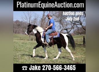 Tennessee walking horse, Hongre, 8 Ans, 152 cm, Tobiano-toutes couleurs, in Jamestown KY,
