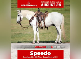 Quarter pony, Hongre, 14 Ans, 140 cm, Blanc, in Weatherford, TX,