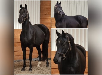 KWPN, Mare, 10 years, in Den Ham