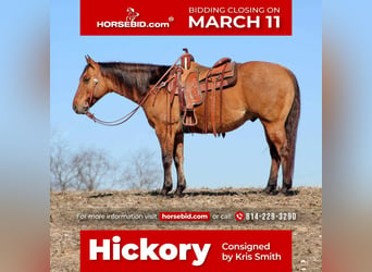 Quarter horse américain, Hongre, 8 Ans, 152 cm, Isabelle, in Clarion, PA,
