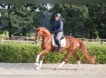 Hanoverian, Mare, 4 years, 17 hh, Chestnut-Red, in Wurster Nordseeküste,