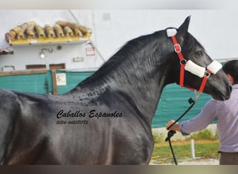 PRE, Hengst, 4 Jaar, 163 cm, Zwartschimmel, in Vejer de la Frontera,