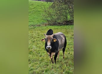 Bio Zebu Bulle Zwergzebu grau schwarz 05/2021