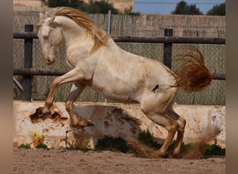 Koń andaluzyjski, Wałach, 4 lat, 150 cm, Cremello, in Mallorca,