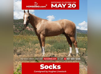 Quarter horse américain, Hongre, 5 Ans, 150 cm, Palomino, in Fountain Green,