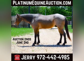 American Quarter Horse, Wallach, 6 Jahre, 147 cm, Roan-Bay, in Savoy TX,