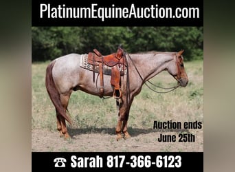 American Quarter Horse, Wallach, 14 Jahre, Roan-Red, in Weatherford TX,
