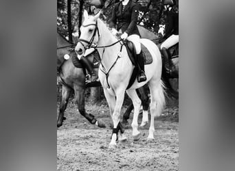 Stute 12 Jahre Stute 12 Jahre