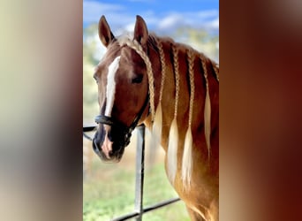 PRE, Stallion, 6 years, 16 hh, Palomino, in Malaga,