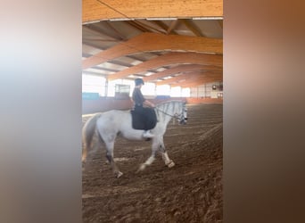 Reiter sucht Reitbeteiligung 