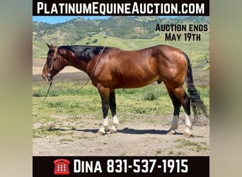 Quarter horse américain, Hongre, 5 Ans, 150 cm, Bai cerise, in Paicines CA,