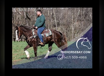Rocky Mountain Horse, Wallach, 7 Jahre, Brauner, in Jamestown, KY,