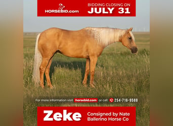 Quarter horse américain, Hongre, 10 Ans, 160 cm, Palomino, in Waco, TX,