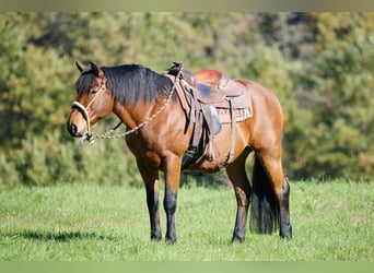 Appaloosa, Wałach, 12 lat, 155 cm, Gniada, in München,