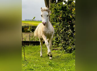 Welsh A (Mountain Pony), Stallion, 1 year, Palomino, in Oudega,