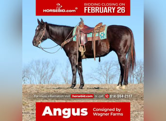 American Quarter Horse, Gelding, 6 years, 15 hh, Black, in Tionesta,