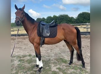 Cheval de sport allemand, Jument, 3 Ans, 168 cm, Bai, in L&#xFC;dinghausen