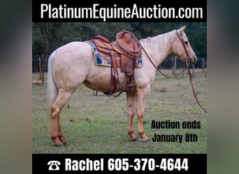 American Quarter Horse, Ruin, 6 Jaar, 173 cm, Palomino, in RUSK TX,