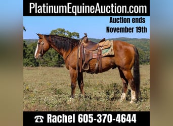 American Quarter Horse, Wallach, 11 Jahre, 152 cm, Falbe, in Rusk TX,