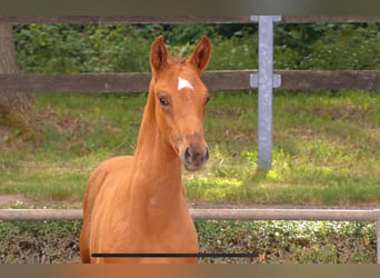 German Sport Horse, Mare, Foal (04/2024), Chestnut-Red, in Krumke,