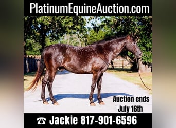 American Quarter Horse, Gelding, 12 years, 15.1 hh, Black, in Lipan, TX,
