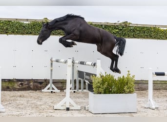 Westphalien, Jument, 3 Ans, 170 cm, Bai brun foncé, in Waddinxveen