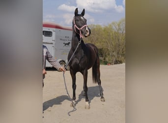 Shagya Araber, Stute, 7 Jahre, 156 cm, Rappe, in Neuhaus in der Wart