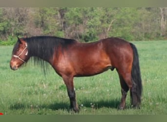 Mustang (american), Gelding, 7 years, 14 hh, Bay, in Charleston, IL,