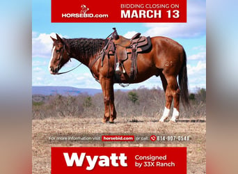 American Quarter Horse, Wallach, 9 Jahre, Rotfuchs, in Needmore, PA,