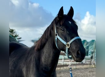 Cheval de selle allemand, Hongre, 3 Ans, 165 cm, Noir, in Oeversee