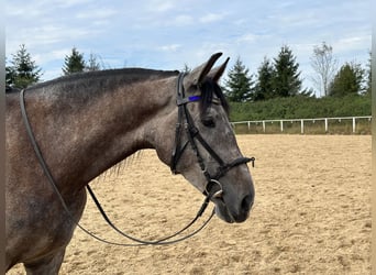 Lusitano, Gelding, 6 years, 15.3 hh, Gray-Red-Tan, in Rot an der Rot,