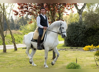 UFANO DES ISCLES, Camargue, Stallion, Gray, in Wesel,