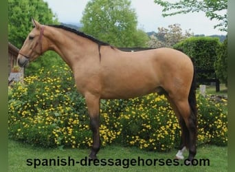 PRE Mix, Stallion, 3 years, 15,1 hh, Dun, in Barcelona,