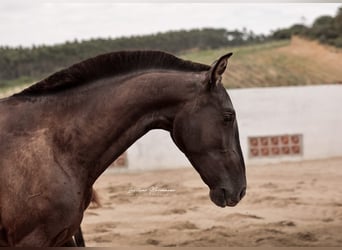 Lusitanos, Stute, 3 Jahre, 160 cm, Rappe, in Rio Maior