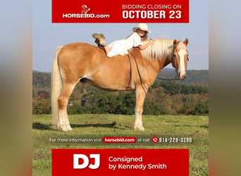 Draft Horse Mix, Gelding, 13 years, 15.2 hh, Sorrel, in Brookville,