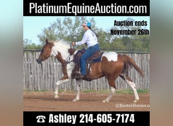Quarter horse américain, Hongre, 14 Ans, Alezan cuivré, in Weatherford, TX,